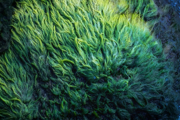  Green algae covered granite boulder in a riverbed. Swamp algae. Background and texture. - obrazy, fototapety, plakaty