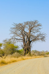 Baobab of the Kruger Park along the dirt road