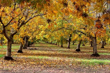 Walnut orchard in the fall