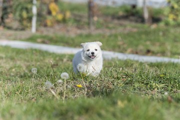 white samoyed puppie isolated on green grass