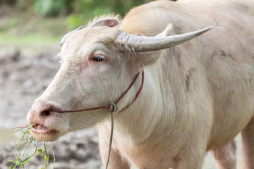 White buffalo, disorders of the body caused by mutations in the gene that controls the color is...