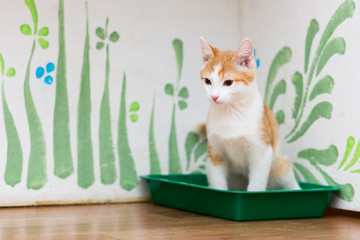 red little kitten is sitting in a cat's toilet of green color