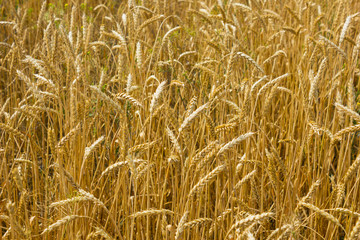 Field of wheat
