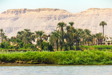 Palms and dwelling houses on the banks of the Nile