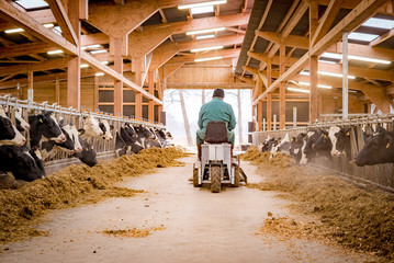 Landwirt im Rinderstall auf Kehrmaschine im Futtergang