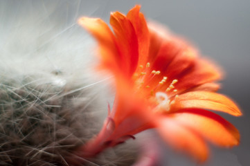 Fototapeta premium Cactus flower closeup