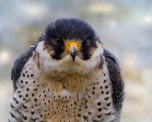 Wanderfalke im Schnee
