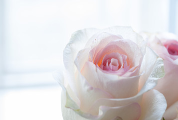 Two delicate pale pink roses in the right side near  the window.