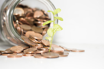 Concetto di investimento espresso da una piantina che cresce in barattolo di monetine