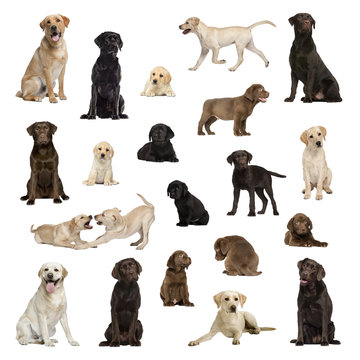 Large collection of Labrador, adult, puppy, different position