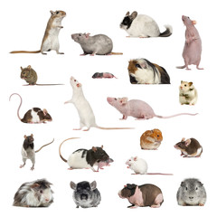 Large collection of rodent, pet and exotic, in different position © Eric Isselée