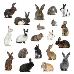 Fototapeta na wymiar Large collection of rabbit, pet and exotic, in different position
