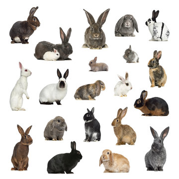 Large collection of rabbit, pet and exotic, in different position