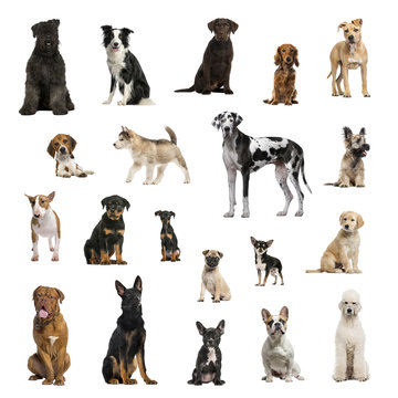 Large collection of dogs, in different position