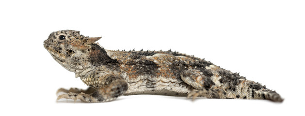 Side view of a lizard lying, isolated on white