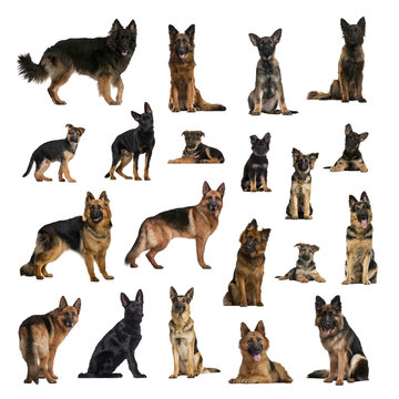 Large collection of German Shepherd Dog, adult, puppy, in different position
