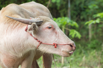 White buffalo, disorders of the body caused by mutations in the gene that controls the color is...