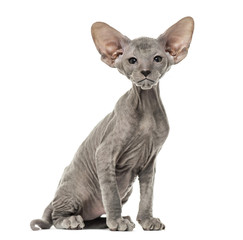 Peterbald kitten, cat, 3 mouth old, sitting, isolated on white