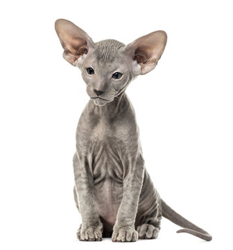 Peterbald kitten, cat, 3 mouth old, sitting, isolated on white