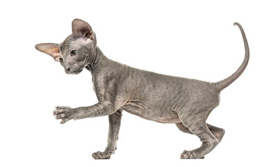 side view of apeterbald kitten, cat, isolated on white