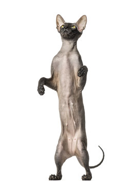 Peterbald on hind legs, naked cat, isolated on white