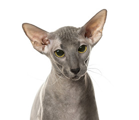 Close-up of Peterbald face