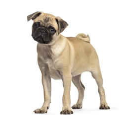 Obraz premium pug standing, dog, isolated on white