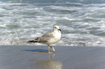 seagull near the water on the seashore