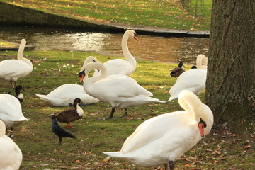 Obraz premium white swans on the shore of a pond