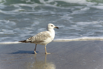 seagull near the water on the seashore