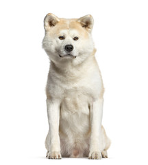 Akita inu, dog  sitting and looking at the camera, isolated on white