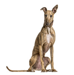 Whippet sitting and looking at the camera, isolated on white