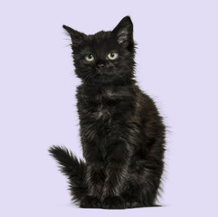 Black cat kitten, on purple background