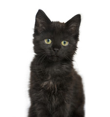 portrait of a Black cat kitten, isolated on white