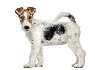 Side view of a Fox terrier dog, standing, isolated on white - obrazy, fototapety, plakaty