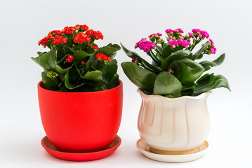 Pink and red kalanchoe in a pot on light background