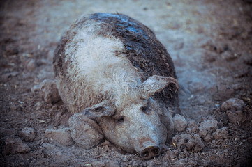 Fototapeta premium Giant meat pigs of the Duroc breed. Farm in the South of Russia.