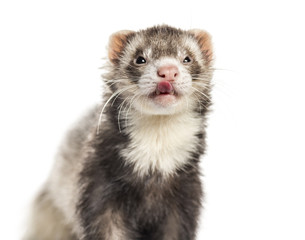Ferret licking its lips