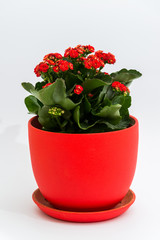 Red kalanchoe in a pot on light background