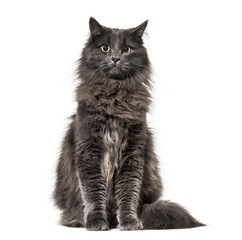Mixed-breed cat whit a main coon  (1 year old), isolated on whit