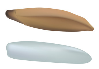 riz - grain de riz - gros plan - céréale - graine - agriculture - alimentation - nourriture - aliment