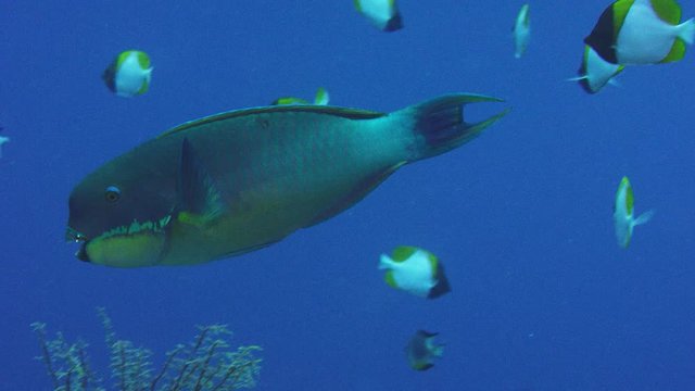 Pacific steephead parrotfish Chlorurus microrhinos is swimming fast, WAKATOBI, Indonesia, slow motion