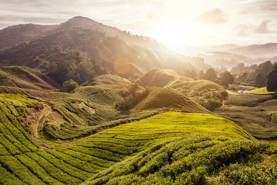 Warmer Sonnenaufgang über einem Teefeld in Malaysia 