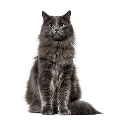Mixed-breed cat whit a main coon  (1 year old), isolated on white