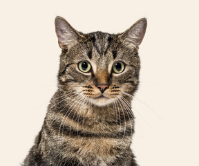 Close-up on a striped mixed-breed cat (2 years old), beige backg