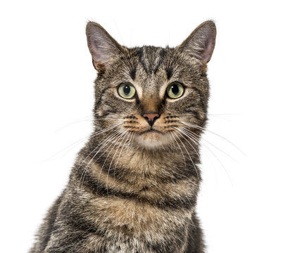 Close-up on a striped mixed-breed cat (2 years old) isolated on