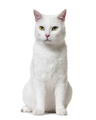 Fototapeta premium White mixed-breed cat (2 years old), isolated on white