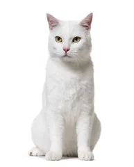 Crédence de cuisine en verre imprimé Chat White mixed-breed cat (2 years old), isolated on white