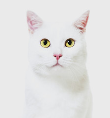 White mixed-breed cat facing at the camera(2 years old), isolate