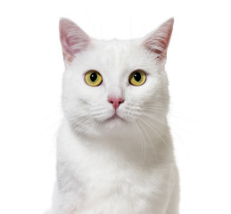 Naklejka premium Biały kot rasy mieszanej skierowany w stronę aparatu (2 lata), izoluj